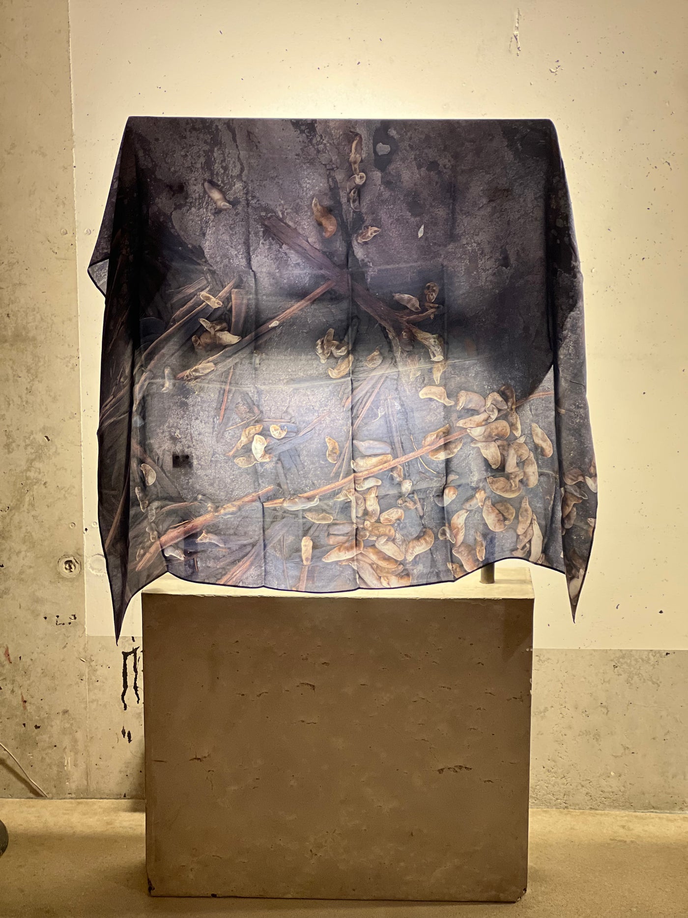 A limited edition silk scarf featuring an aerial photograph of seals and birds, displayed on a pedestal.