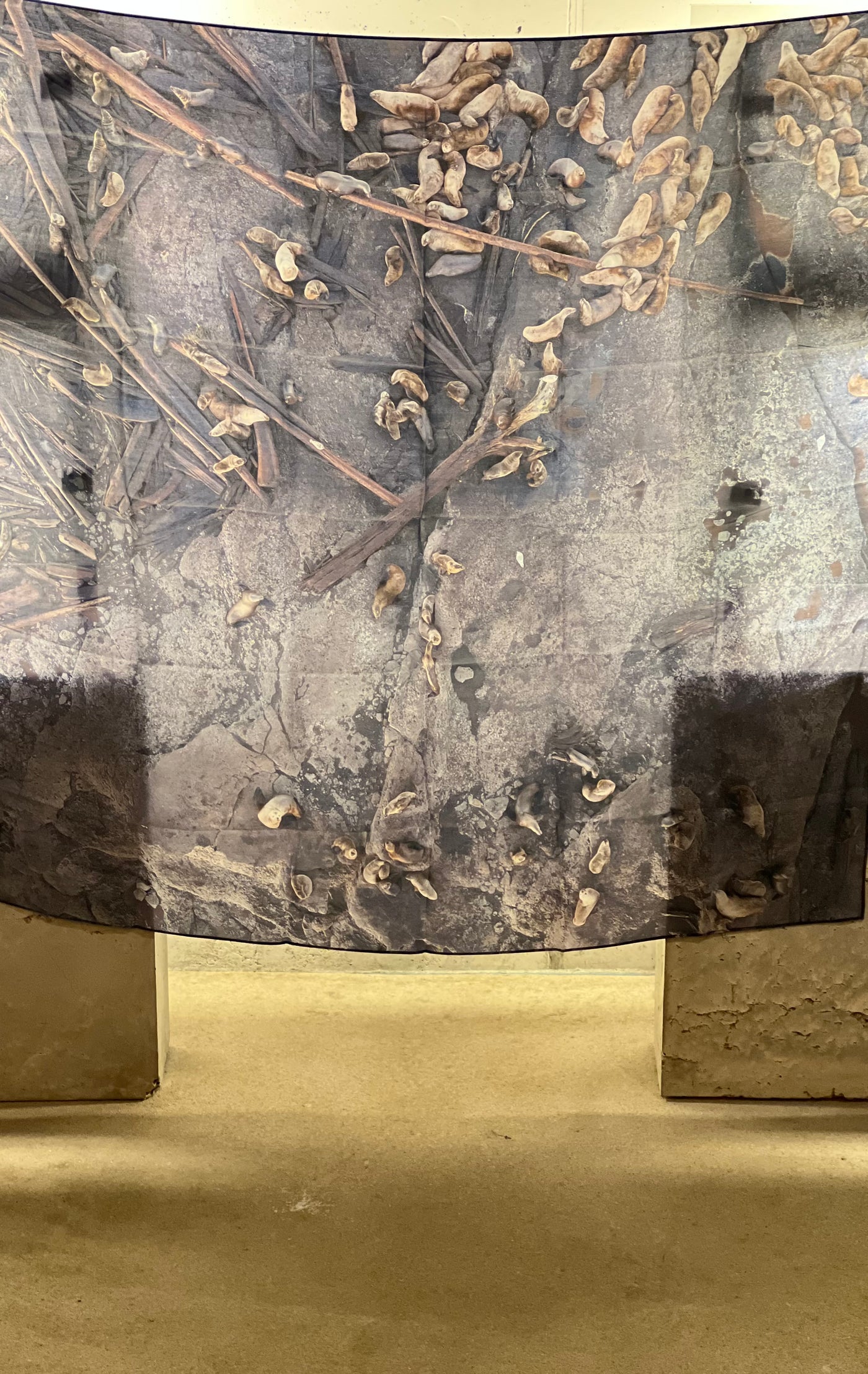 Seals Vs Seals  - Silk Scarf.